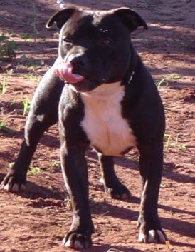 Canil Especializado em Bull Terrier e Staffordshire Bull Terrier