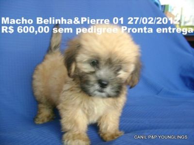 CANIL P&P YOUNGLINGS