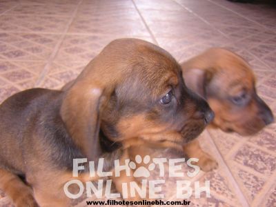 Basset Cofap - Canil Filhotes On Line BH 