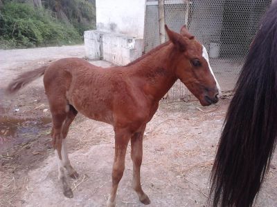 Égua Mangalarga mineira Marchador com potro.