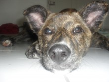 Doação filhote mestiça de akita