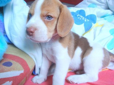 Canil OBeagle! - Filhotes de Beagle - RJ