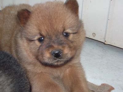 lindos filhotes de chow chow