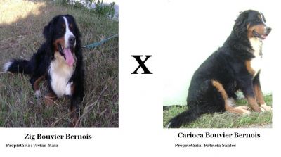 Filhotes de Bernese Mountain Dog