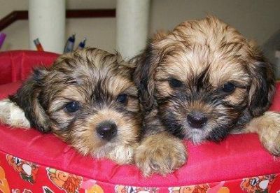 Filhote, Lhasa Apso, Porto Alegre,