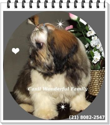 Lhasa Apso Reserva