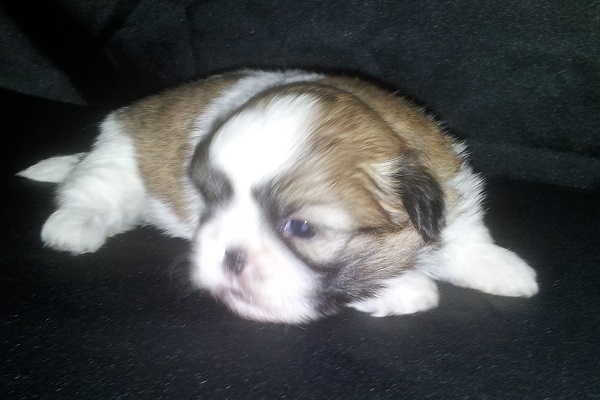 Filhotes Fêmeas de Shih Tzu