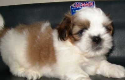 Porto Alegre, Filhote, cachorro, raça, shih tzu,