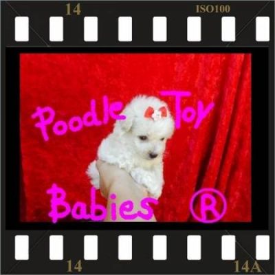 *** POODLE MICRO E POODLE TOY ESPECIALIZADO EM POODLES LOVPUPPIES KENNEL (22) 8805-9406 ***