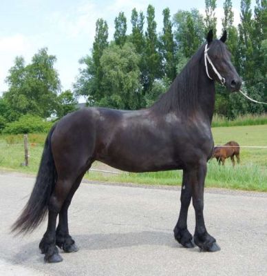 Frison cavalo excepcional para você