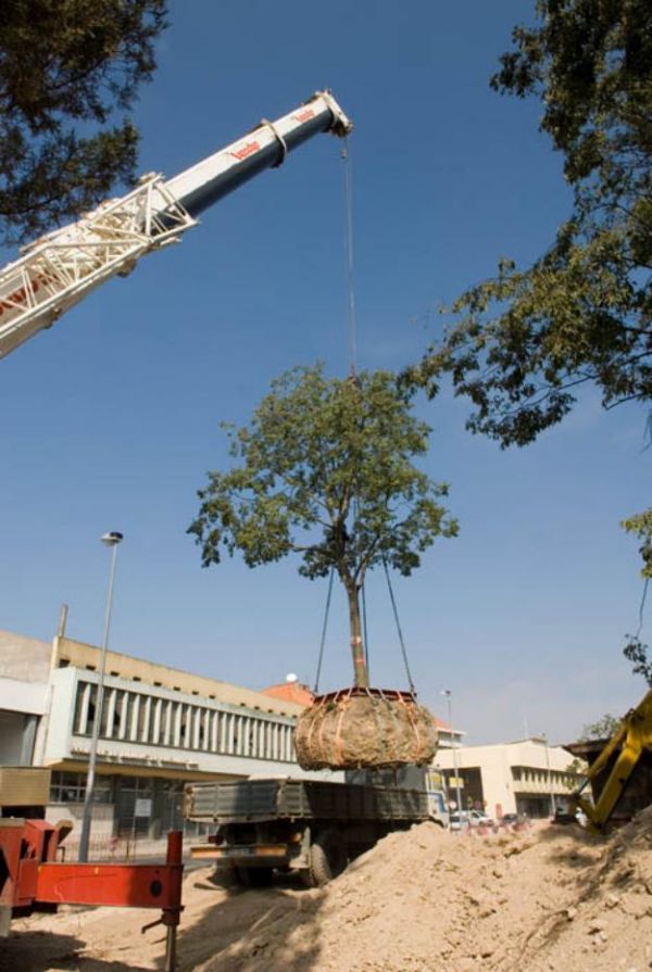 Eng Ambiental corte e Poda De Arvores