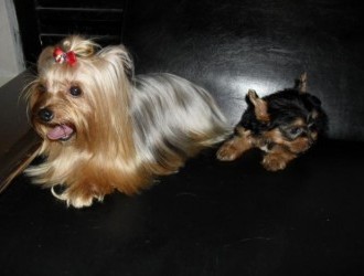 Canil La Cherry anuncia a venda de Yorkshire Micros e Bibelôs