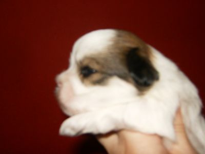 Lindos Machos de Lhasa de excelente linhagem