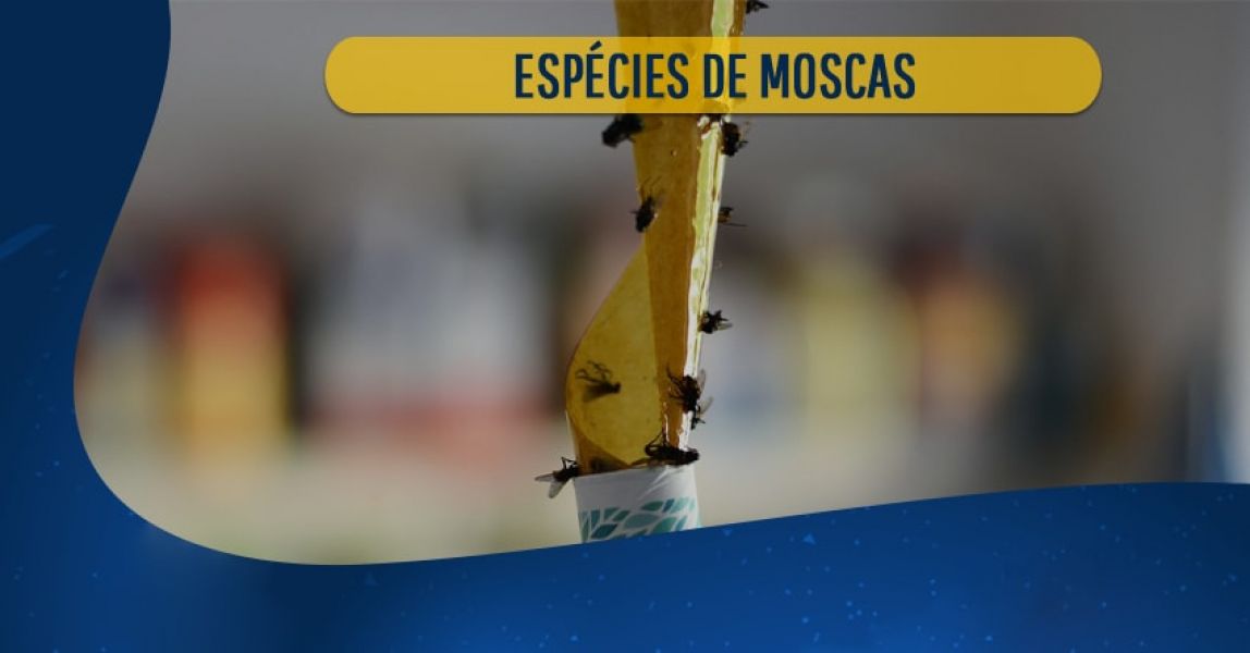 Dedetização contra as moscas varejeiras