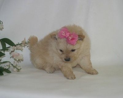 pomeranian cachorros saudáveis disponíveis.