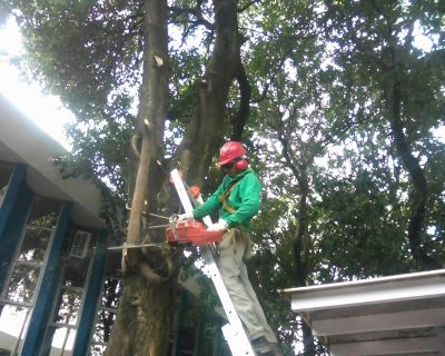 Manutenção de Jardins, Extração e Poda de Árvores 