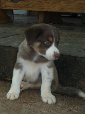 LINDOS FILHOTES DE BORDER COLLIER