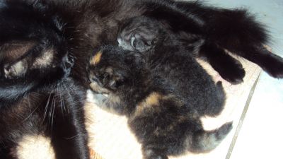 Gatos persas Teutonia