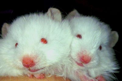 Vendo Hamsters Sírio Angorá, Ratos Twister (brancos de laboratórios) E Topolinos