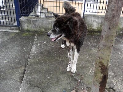 Doa-se Akita Macho Adulto