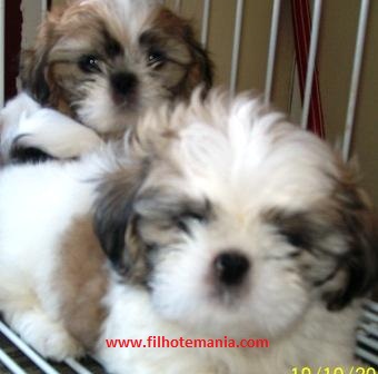 Pet shop, venda, Shih tzu, Porto Alegre,