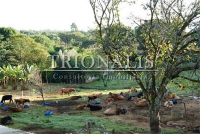 Sítio Produtivo Laticínio 3,5 alq. R$ 470 mil set.11	