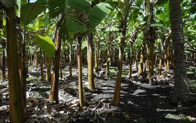 Excelente Chácara em Macaíba