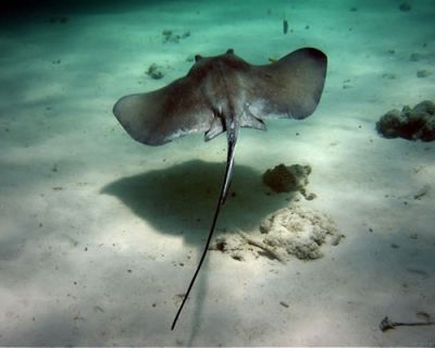 MERGULHO COM ECOBUZOS