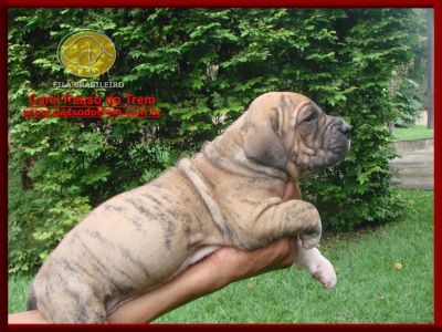 Fila Brasileiro - Filhotes constantemente disponíveis