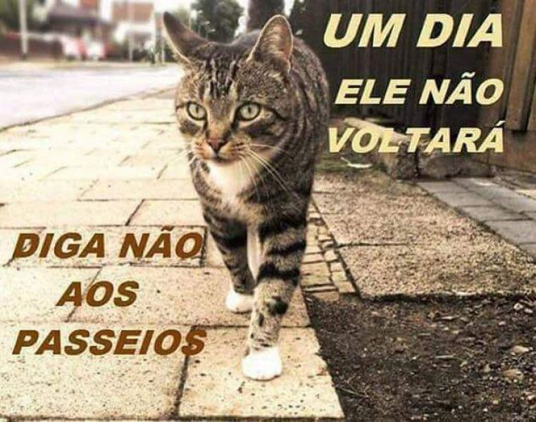 Redes de Proteção para Pombos, (11) 98391-0505 zap 