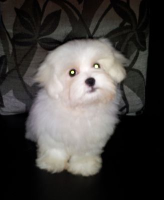 Maltês - Promoção dia das Crianças