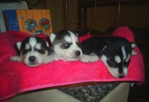 Vendo Filhotes de  Husky Siberiano