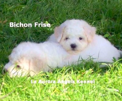 Bichon Frise, Coton de Tulear, maltês e West Terrier - filhotes com pedigree
