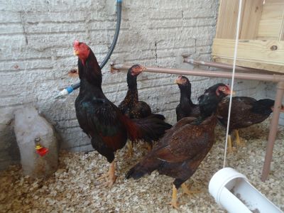 OVOS GALADOS DE COMBATENTES