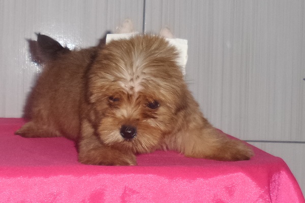 Filhotes de Yorkshire Terrier Dourado - Promoção de Fim de Ano