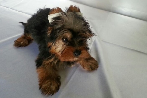 Filhote Macho de Yorkshire Terrier Micro
