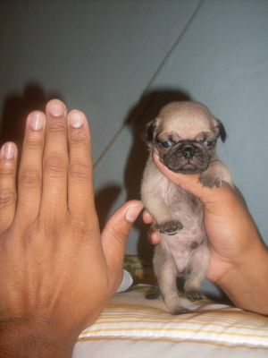femeas de pug 45 dias e 8 messes