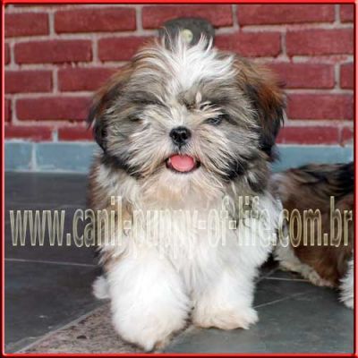 Canil puppy of life- vd filhotes shih tzu-SP
