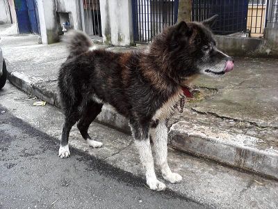 Doa-se Akita Macho Adulto