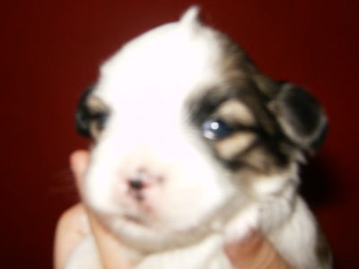 Lindos Machos de Lhasa de excelente linhagem