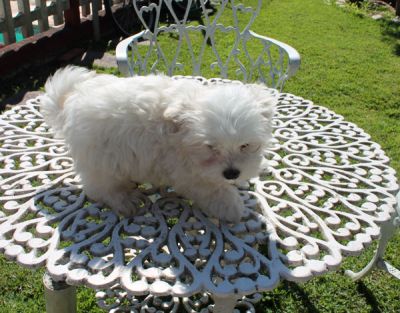 Canil puppy- vd filhotes maltes micro-SP