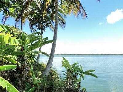 FAZENDA DE COQUEIROS A VENDA EM SERGIPE