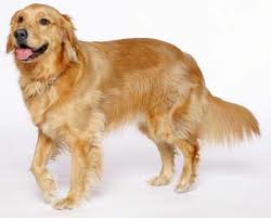 VENDO FILHOTES DE  GOLDEN RETRIEVER