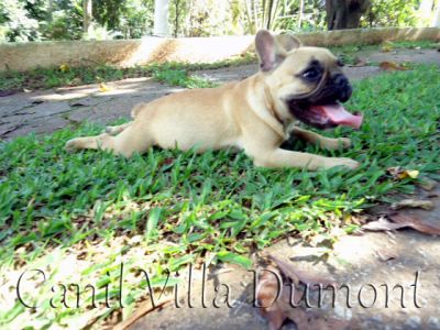 Bulldog Frances - Fêmea Dourada (da mesma cor do cão da propaganda do carro Jetta)