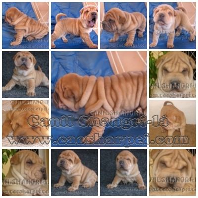 SHARPEI & CHOW-CHOW, OS CÃEZINHOS MAIS FOFOS DO MUNDO