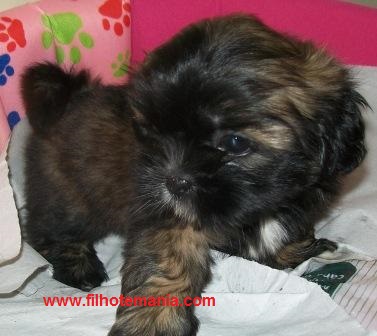 Filhotes, raça, Shih tzu, macho, fêmea, Porto Alegre,