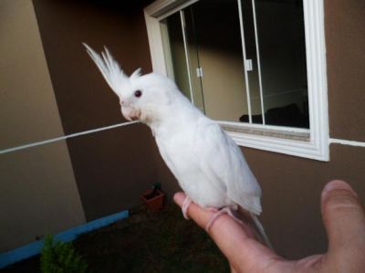 Calopsita Albina Mansinha