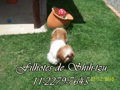 shih-tzu menor porte 3.5kg branco e chocolate SP 11-2279-7645