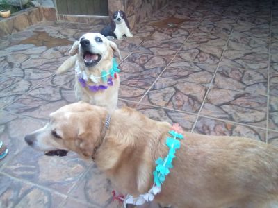 HOSPEDAGEM DE CÃES - TAU