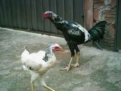 Frango Indio Gigante ( Ovos Galados, Pintainhos, Frangos e Frangas)